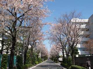 桜 2007